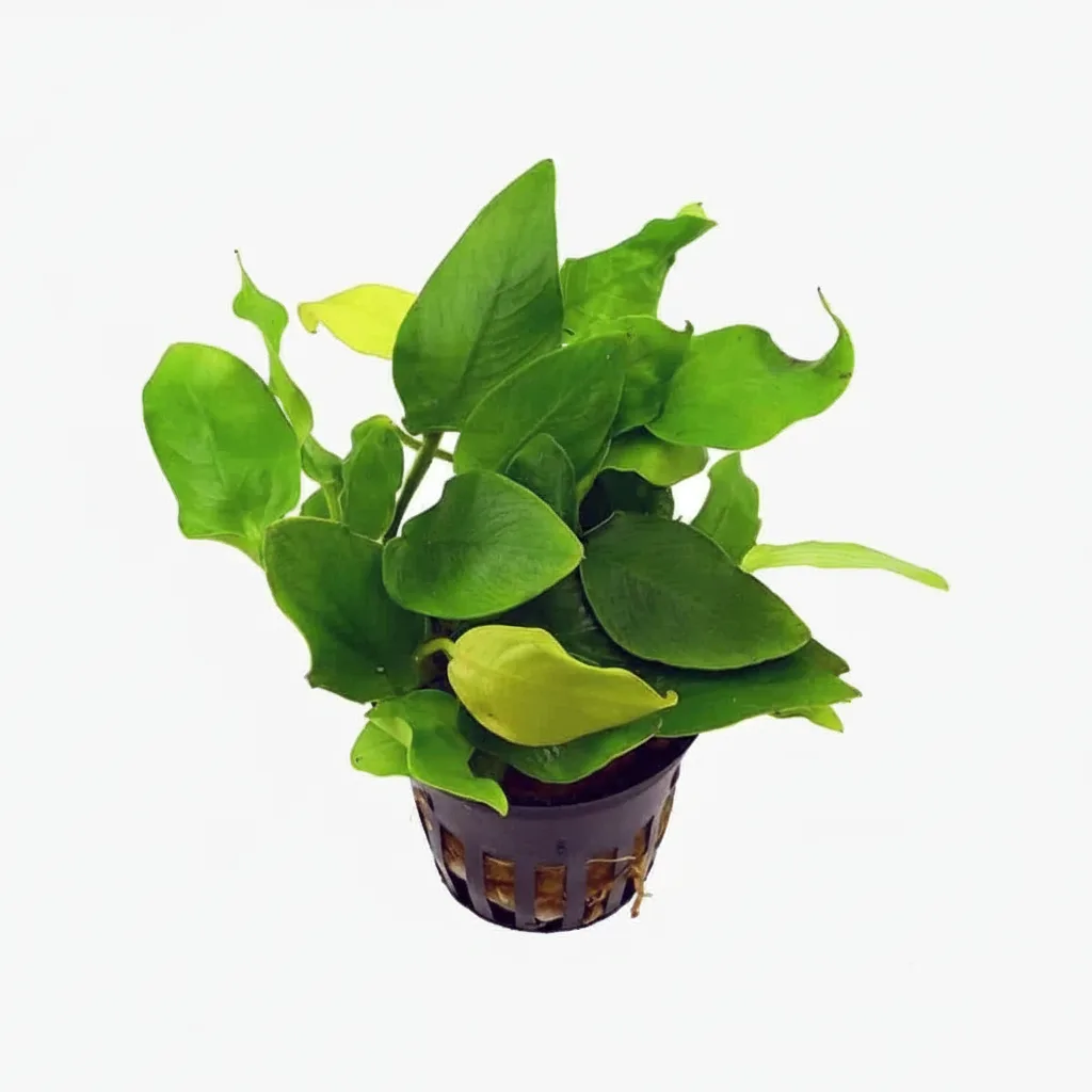 Akvarijumske biljke